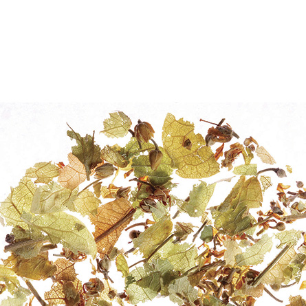 Japanese Linden | Японская Липа